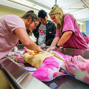 New Human Anatomy Course Utilizes Synthetic Cadaver