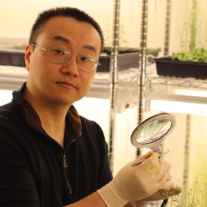 Yongjian Qiu, an assistant professor of biology at the University of Mississippi, is studying a plant gene that could help solve a problem caused by warming global temperatures. Qiu’s work in this field is the subject of a new Nature Communications paper. Submitted photo
