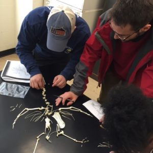 Students reconstructing bird skeleton